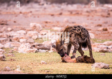 Spotted Hyaena, Etosha Nationalpark, Namibia, Africa (Crocuta crocuta) Foto Stock