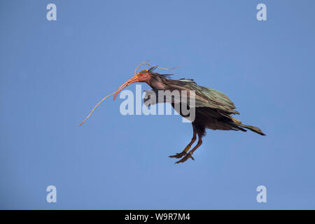 Northern calvo Ibis, Andalusia, Spagna, (Geronticus eremita) Foto Stock