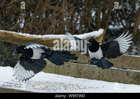 Eurasian gazze, (Pica pica) Foto Stock