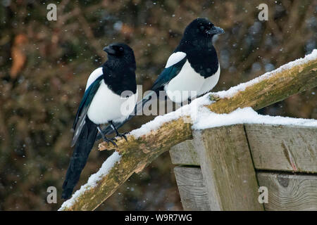 Eurasian gazze, (Pica pica) Foto Stock
