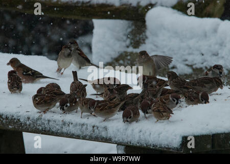 Eurasian tree sparrow, uccelli canori, passeri, molti, tavolo di legno, coperti di neve, i fiocchi di neve, in piedi, diverse cercando, (Passer montanus) Foto Stock