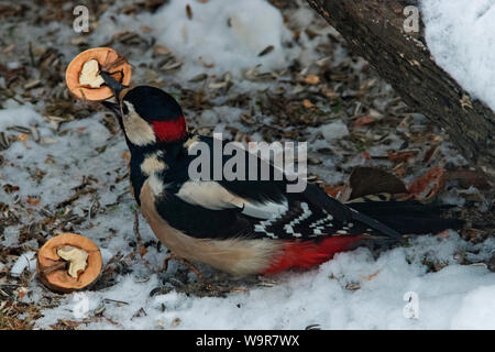 Picchio rosso maggiore, maschio, (Dendrocopos major) Foto Stock