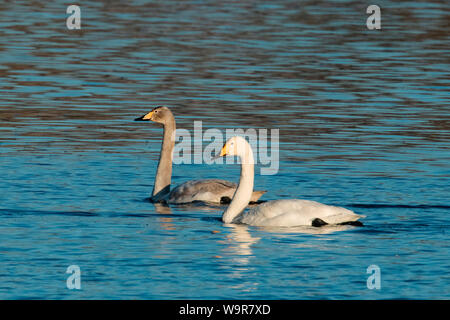 Whooper Swan con i giovani, (Cygnus cygnus) Foto Stock