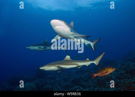 Grigio e Reefsharks Blacktip, (Carcharhinus amblyrhynchos), (Carcharhinus melanopterus) Foto Stock