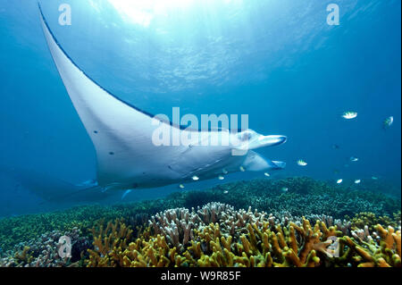 Mantaray, reef manta, enorme ray, (Manta alfredi) Foto Stock