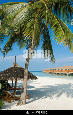 Maldive Isola di Filaidhoo, spiaggia, laguna, palma, albero di cocco, Raa Atoll, Maldive, Asia Filaidhoo, (Cocos nucifera) Foto Stock