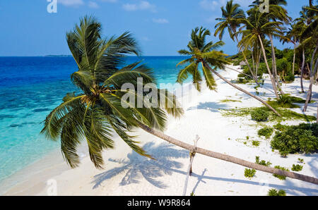 Maldive Isola di Filaidhoo, spiaggia, laguna, palma, albero di cocco, Raa Atoll, Maldive, Asia Filaidhoo, (Cocos nucifera) Foto Stock