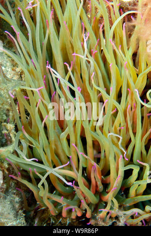 Mare mediterraneo anemone, in relazione simbiotica anemone marittimo, (Anemonia viridis) Foto Stock