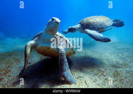 Enormi tartarughe verdi prima di accoppiare, Mar Rosso, Abu Dabab, a Marsa Alam, Egitto, Africa (Chelonia Mydas) Foto Stock