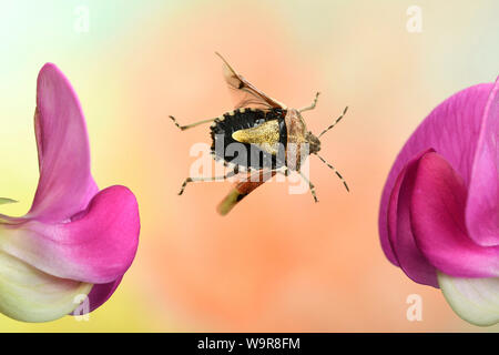 Beerenwanze, (Dolycoris baccarum), im societé Flug, un Breitblaettrige Platterbse, (Lathyrus latifolius), Deutschland, Europa Foto Stock