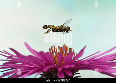 Gemeine Keulenschwebfliege, (Syritta pipiens) un Raublatt-Aster, (Symphyotrichum novae-angliae), Deutschland, Europa Foto Stock