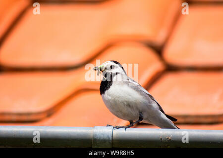 Wagtail, Darss, Meclenburgo-Pomerania Occidentale, Germania (Motacilla alba) Foto Stock