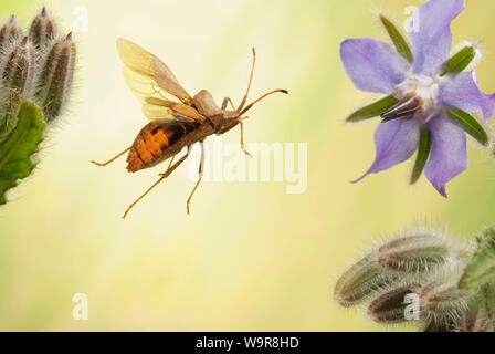 Lederwanze, (Coreus marginatus), un Borretschpflanze, (borragine officinalis), Deutschland, Europa Foto Stock