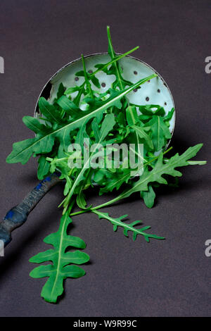 Rucola, Rucolasalat in Kelle, Rauke, Eruca vesicaria sativa Foto Stock