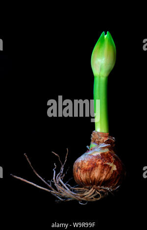 Amaryllis hippeastrum, Ninfa, Ritterstern, austreibende Zwiebel, austreibende Knolle Foto Stock