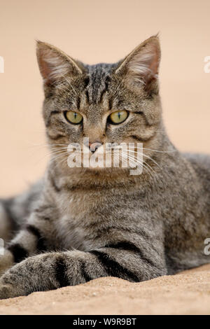 Il gatto domestico, tabby gatto femmina in sabbia Foto Stock