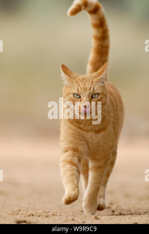 Il gatto domestico, red-tabby femmina Foto Stock
