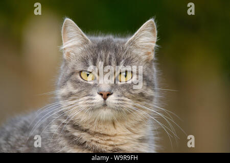 Tabby gatto Ragdoll Foto Stock