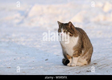 Domestico gatto femmina nella neve Foto Stock