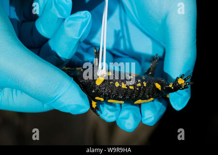 Salamandra pezzata a campionamento Bsal, Renania settentrionale-Vestfalia, Europa (Salamandra salamandra) Foto Stock