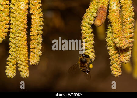 Nocciolo comune, api, (Corylus avellana) Foto Stock