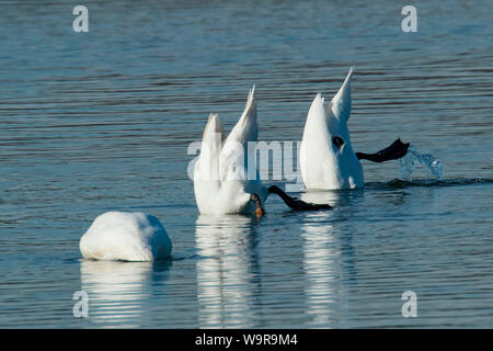 Cigni, (Cygnus olor) Foto Stock