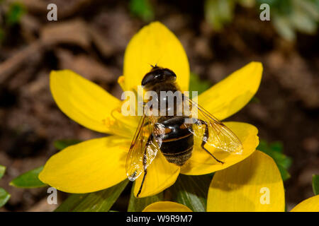 Drone Fly, (Eristalis tenax) Foto Stock