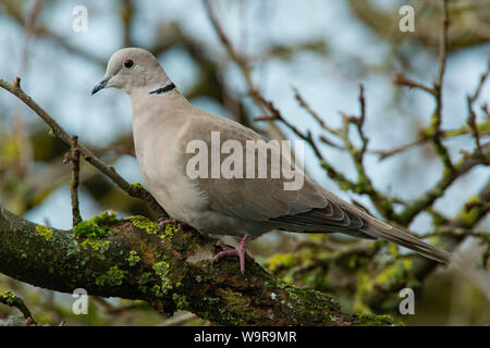 Eurasian colomba a collare (Streptopelia decaocto) Foto Stock