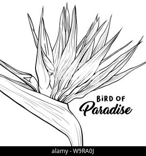 Uccello del paradiso disegnati a mano banner template vettoriale. Strelitzia reginae closeup bianco e nero illustrazione con caratteri. Flora esotica, ambiente tropicale poster. Fiore bellissimo disegno a mano libera Illustrazione Vettoriale