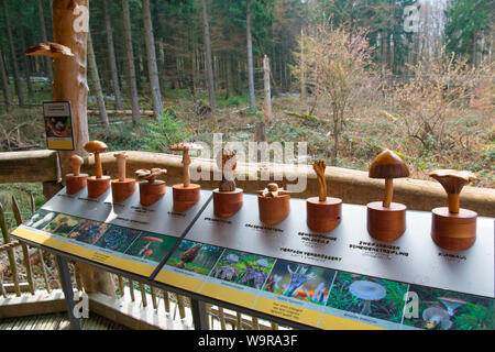 Modelli di funghi, natura sentiero di scoperta, parco nazionale dell'Eifel, nella Renania settentrionale-Vestfalia, Germania, Europa Foto Stock