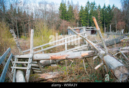 Esperienza ostacolo corso, natura sentiero di scoperta, parco nazionale dell'Eifel, nella Renania settentrionale-Vestfalia, Germania, Europa Foto Stock