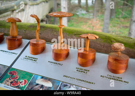 Modelli di funghi, natura sentiero di scoperta, parco nazionale dell'Eifel, nella Renania settentrionale-Vestfalia, Germania, Europa Foto Stock