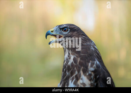 Comune poiana, Hattingen, Renania settentrionale-Vestfalia, Europa (Buteo buteo) Foto Stock