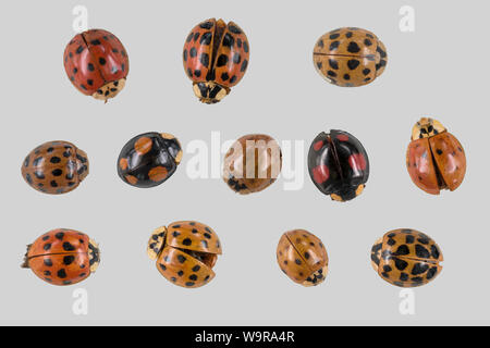 Ladybeetles asiatici, arlecchino ladybeetle, multicolore ladybeetle asiatici, parco naturale Munden, Bassa Sassonia, Germania (Harmonia axyridis) Foto Stock