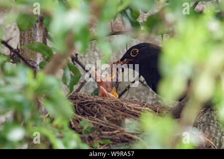 Merlo nido, maschio e nidiacei, comune Merlo, Eurasian merlo, Bassa Sassonia, Germania, (Turdus merula) Foto Stock