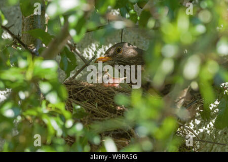 Nido di merlo, femmina e nidiacei, comune Merlo, Eurasian merlo, Bassa Sassonia, Germania, (Turdus merula) Foto Stock