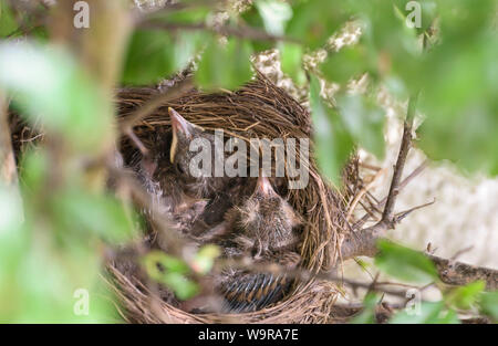 Merlo nido, nidiacei, comune Merlo, Eurasian merlo, Bassa Sassonia, Germania, (Turdus merula) Foto Stock