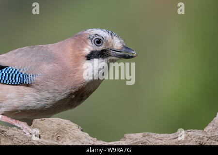Eurasian jay, Bassa Sassonia, Germania, (Garrulus glandarius) Foto Stock