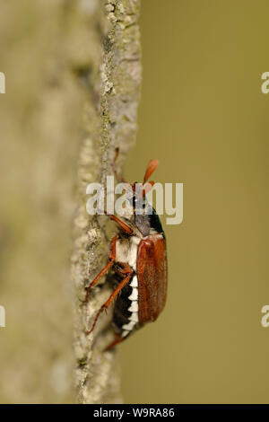 Cockchafer comune sul tronco di quercia , Melolontha melolontha Foto Stock