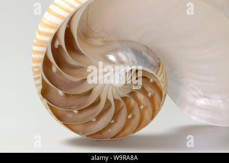 Nautilus, sezione longitudinale dello scafo con camere, Nautilus pompilio Foto Stock