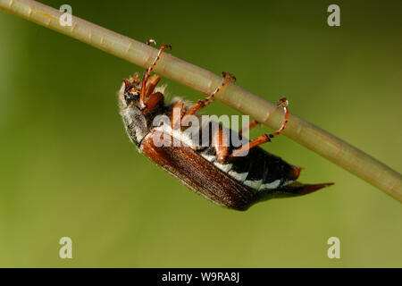 Cockchafer comune sulla levetta di tarassaco, Melolontha melolontha Foto Stock