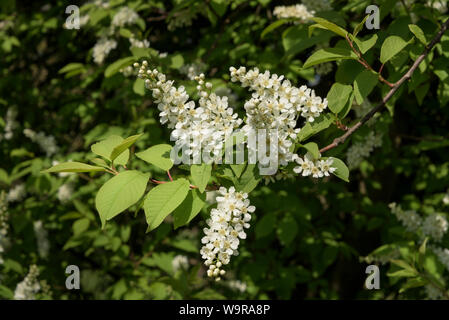 Bird ciliegia, hackberry, hagberry, Mayday tree, Witzenhausen, Geo-Naturpark Frau-Holle-terra, Hesse in Germania (Prunus padus L.) Foto Stock