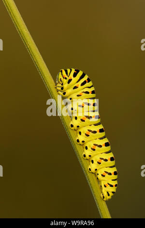 A coda di rondine, Caterpillar, Papilio machaon Foto Stock