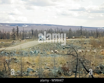 La renna migrare per un pascolo migliore nella tundra nelle vicinanze del circolo polare Foto Stock