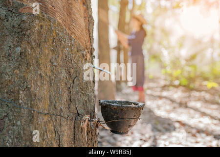 In prossimità della tazza di gomma con donne asiatiche toccando gomma sfondo ad albero Foto Stock