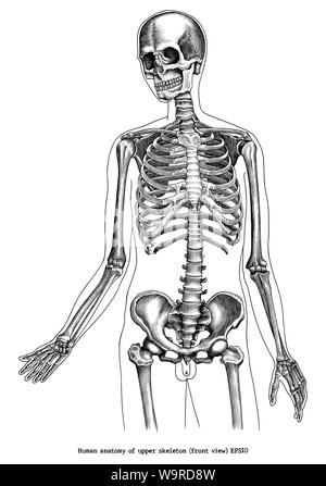 Incisione Antica illustrazione di anatomia umana di scheletro superiore (vista frontale) in bianco e nero di clipart isolati su sfondo bianco Illustrazione Vettoriale