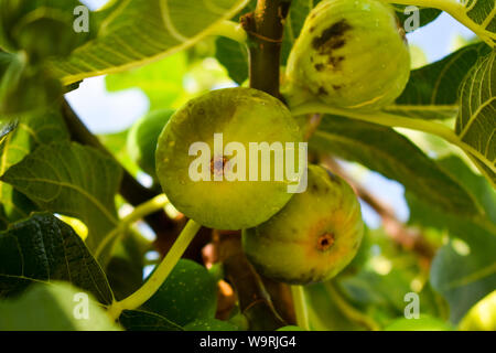 Fichi verdi sull'albero. Foto Stock