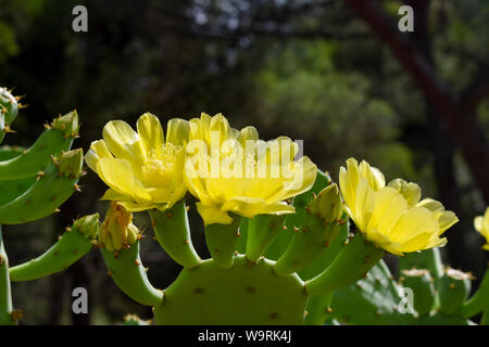 L' Opuntia ficus-indica (ficodindia) fiore giallo. Foto Stock