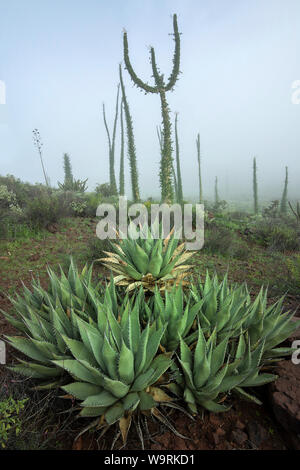 America Centrale, Messico, messicano, Baja, Baja California, Norte, Boojum Tree, Fouquieria columnaris, Cirio nella nebbia.Caption locale *** Foto Stock