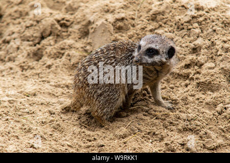 Tenby, Galles. Il 14 agosto 2019. Manor House Wildlife Park. Foto Stock